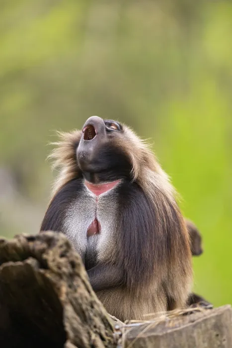 Framed Print : Gelada (Theropithecus gelada) Print - Captive Africa Framed Print : Gelada (Theropithecus gelada) Print - Captive Africa