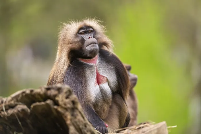 Framed Print : Gelada (Theropithecus gelada) Print, Captive in Africa Framed Print : Gelada (Theropithecus gelada) Print, Captive in Africa