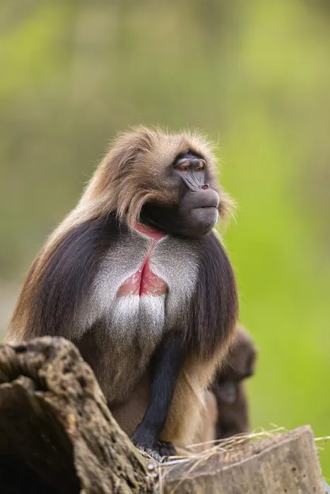 Framed Print : Gelada (Theropithecus gelada) Print, Captive, Africa Framed Print : Gelada (Theropithecus gelada) Print, Captive, Africa
