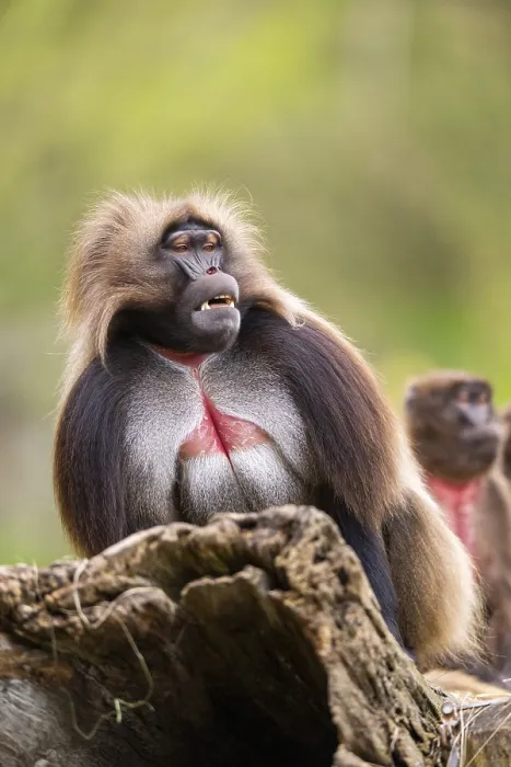 Framed Print : Gelada (Theropithecus gelada) Print - Africa Framed Print : Gelada (Theropithecus gelada) Print - Africa