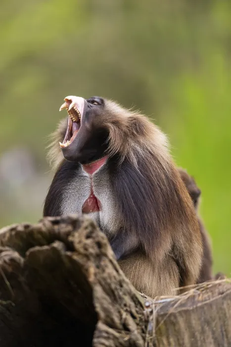 Framed Print : Gelada (Theropithecus gelada) Print, Captive in Africa Framed Print : Gelada (Theropithecus gelada) Print, Captive in Africa