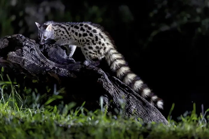 Framed Print : Genetta genetta Print: Andalusian Genet at Night, Spain Framed Print : Genetta genetta Print: Andalusian Genet at Night, Spain