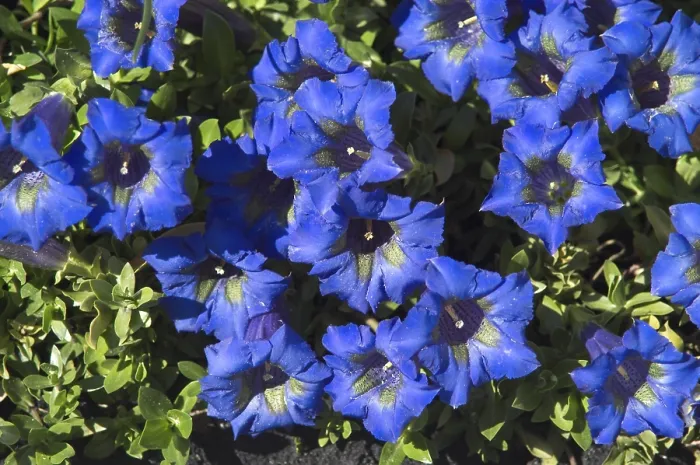 Framed Print : Gentian Print - Delicate Alpine Bloom Framed Print : Gentian Print - Delicate Alpine Bloom