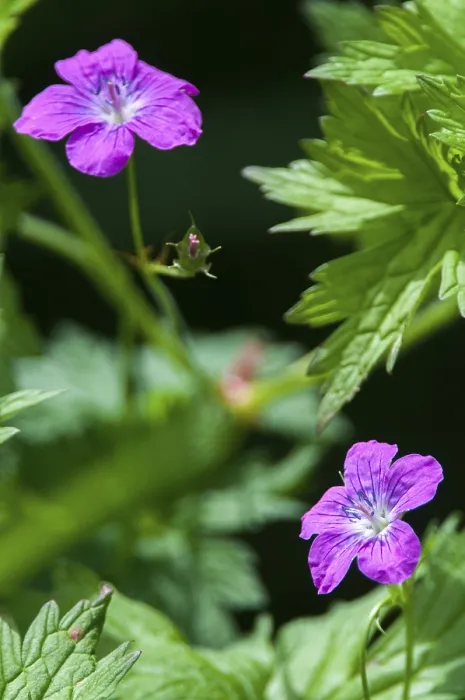 Framed Print : Geranium Palustre Print - Marsh Cranesbill