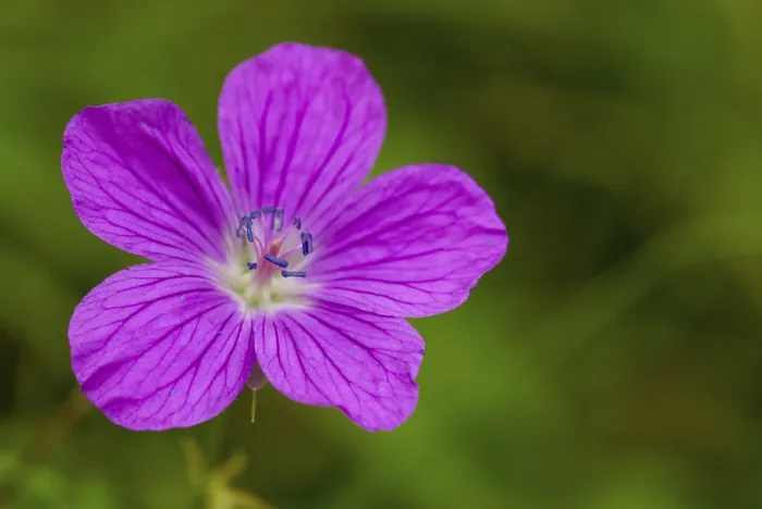 Framed Print : Geranium Pratense Print - Wild Stork's Beak Framed Print : Geranium Pratense Print - Wild Stork's Beak