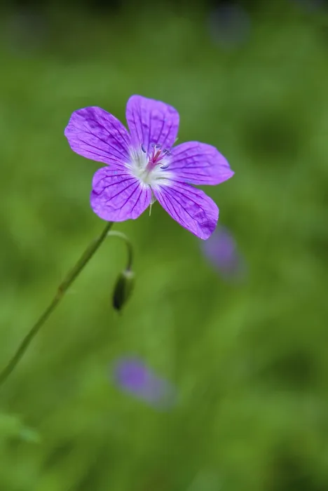 Framed Print : Geranium pratense Print - Meadow Crane's-bill Framed Print : Geranium pratense Print - Meadow Crane's-bill