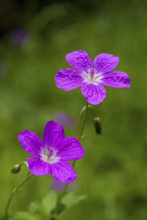 Framed Print : Geranium pratense Print - High Size Portrait Framed Print : Geranium pratense Print - High Size Portrait