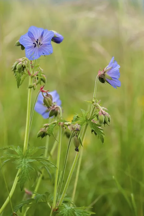 Framed Print : Geranium pratense Print - Meadow Crane's-bill Framed Print : Geranium pratense Print - Meadow Crane's-bill