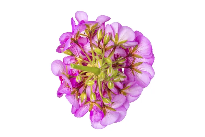 Framed Print : Geranium Inflorescence Print, White Background Framed Print : Geranium Inflorescence Print, White Background