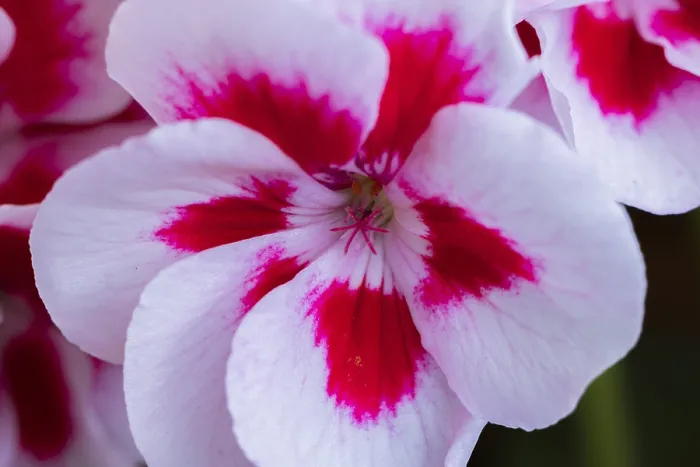 Framed Print : White-Red Geranium Print, Close-Up Flower Image