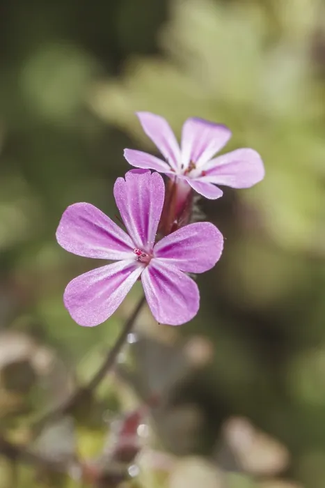 Framed Print : Geranium robertianum Print - Ruprechtskraut Framed Print : Geranium robertianum Print - Ruprechtskraut