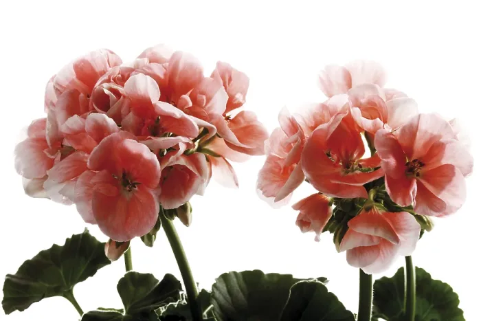 Framed Print : Pink Geranium Print Framed Print : Pink Geranium Print