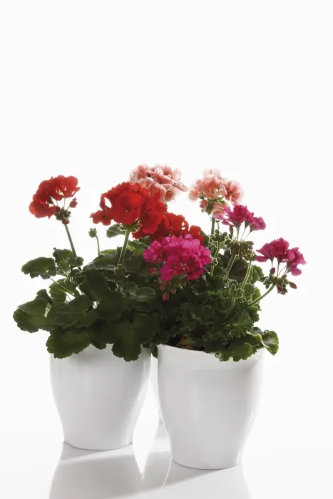 Framed Print : Geraniums in Porcelain Cachepots Print Framed Print : Geraniums in Porcelain Cachepots Print