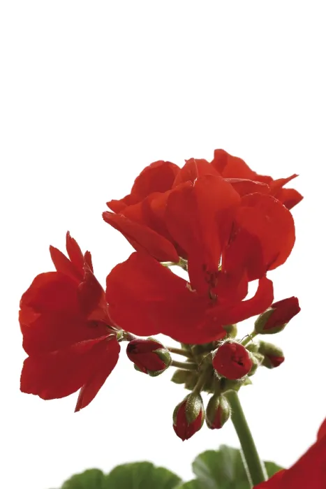 Framed Print : Red Geranium Print
