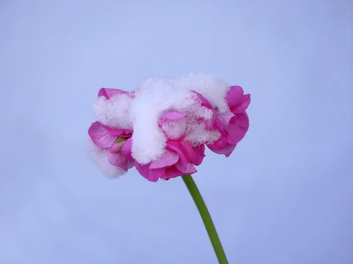 Framed Print : Geraniums with Snow Print Framed Print : Geraniums with Snow Print