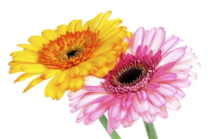 Framed Print : Gerbera Print - Vibrant Tropical Flower Framed Print : Gerbera Print - Vibrant Tropical Flower