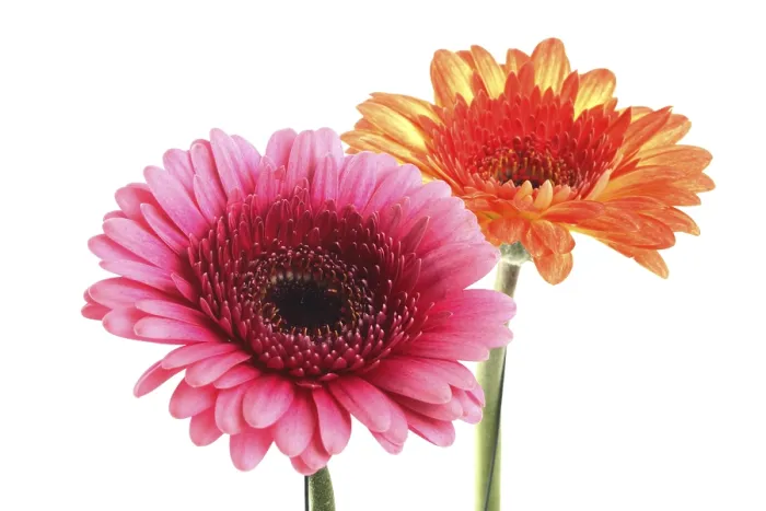 Framed Print : Gerbera Print - Vibrant Pink Blooms Framed Print : Gerbera Print - Vibrant Pink Blooms