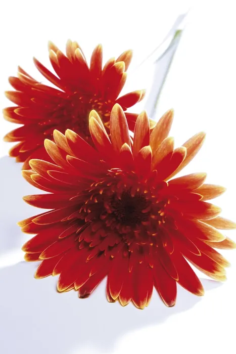 Framed Print : Gerbera Print - Vibrant Pink Blooms Framed Print : Gerbera Print - Vibrant Pink Blooms