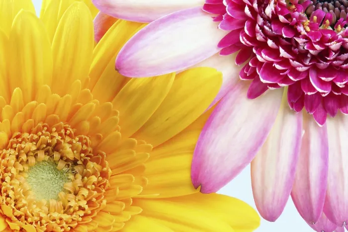 Framed Print : Gerbera Print: Two Vibrant Flowers Framed Print : Gerbera Print: Two Vibrant Flowers
