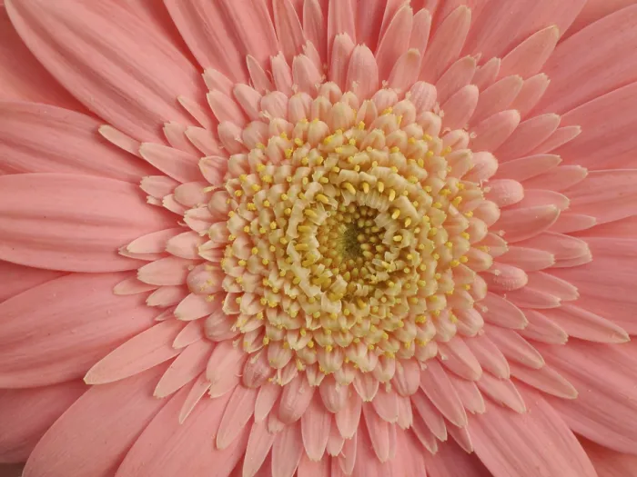 Framed Print : Gerbera Gerbera Print - Vibrant Floral Bloom Framed Print : Gerbera Gerbera Print - Vibrant Floral Bloom