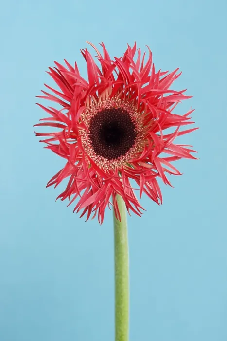 Framed Print : Gerbera Print (Asteraceae) Framed Print : Gerbera Print (Asteraceae)