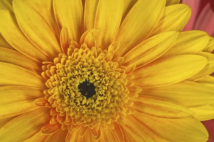 Framed Print : Gerbera Flower Detail Print