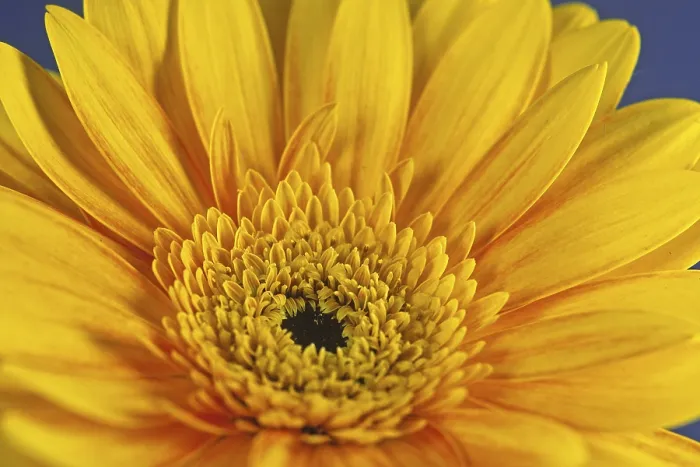 Framed Print : Gerbera Flower Detail Print Framed Print : Gerbera Flower Detail Print