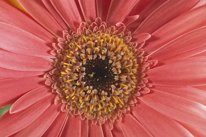 Framed Print : Gerbera Flower Detail Print Framed Print : Gerbera Flower Detail Print