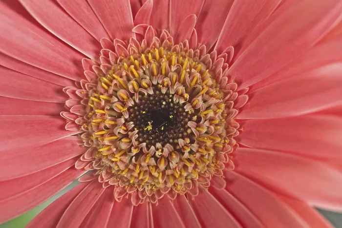 Framed Print : Gerbera Flower Detail Print Framed Print : Gerbera Flower Detail Print