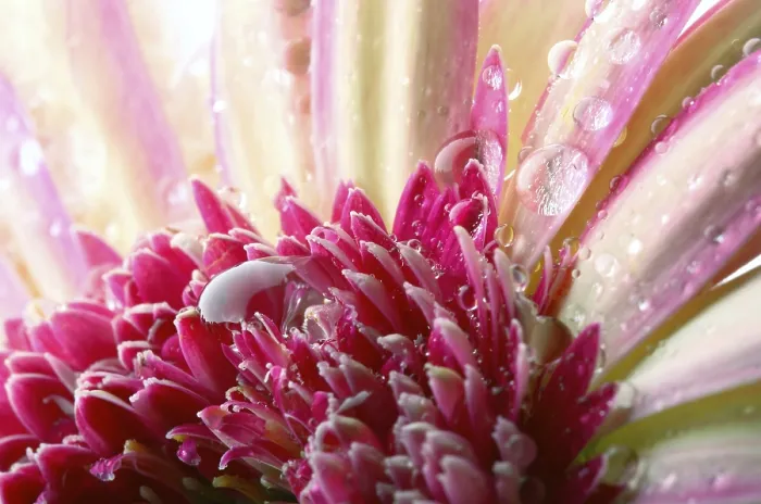 Framed Print : Gerbera with Waterdrops Print Framed Print : Gerbera with Waterdrops Print