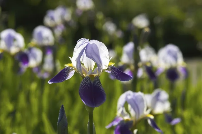 Framed Print : German Iris Print (Iris germanica) Framed Print : German Iris Print (Iris germanica)