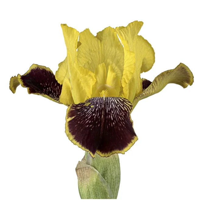 Framed Print : German Iris Print - Iris xgermanica, Germany Framed Print : German Iris Print - Iris xgermanica, Germany