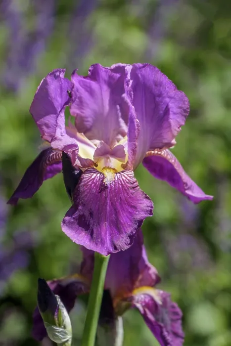 Framed Print : German Iris Print, North Rhine-Westphalia Framed Print : German Iris Print, North Rhine-Westphalia