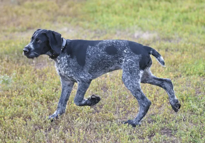 Framed Print : German Wirehaired Pointer on the Walk Print Framed Print : German Wirehaired Pointer on the Walk Print