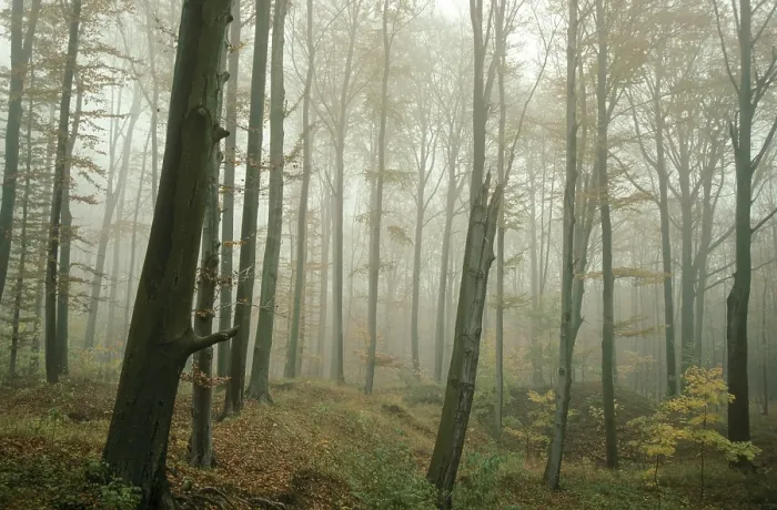 Framed Print : Autumn Landscape Print of Greiz-Werdauer-Wald, Thuringia Framed Print : Autumn Landscape Print of Greiz-Werdauer-Wald, Thuringia