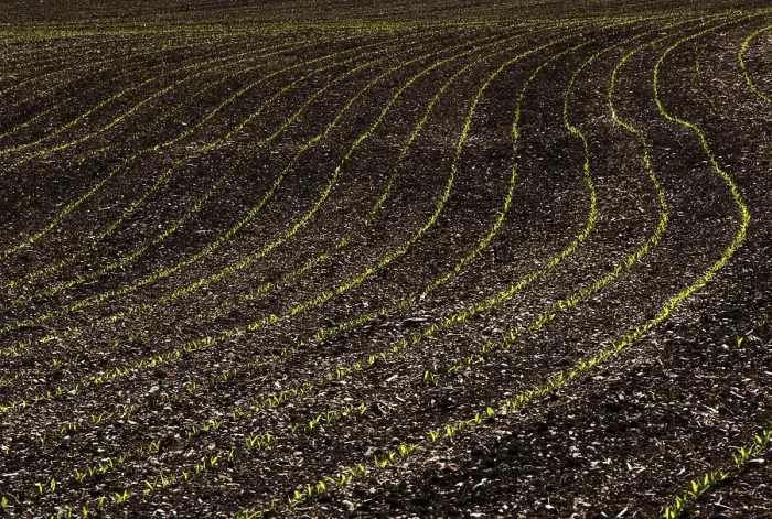 Framed Print : Germinating Maize Plants Print, Hausruck Quarter, Austria Framed Print : Germinating Maize Plants Print, Hausruck Quarter, Austria