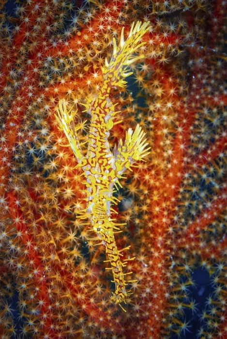 Framed Print : 'Ghost Pipe Fish Print - Master of Disguise' Framed Print : 'Ghost Pipe Fish Print - Master of Disguise'