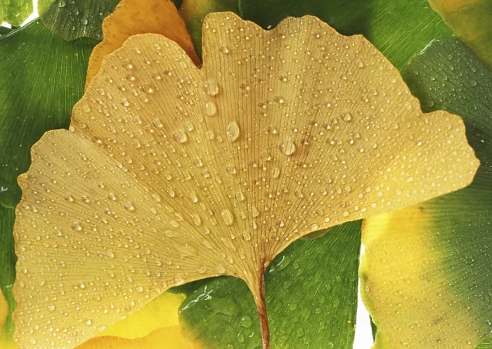 Framed Print : Ginkgo Leaf Print