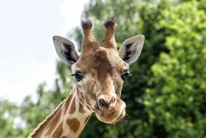 Framed Print : Giraffe Print from imageBROKER Framed Print : Giraffe Print from imageBROKER