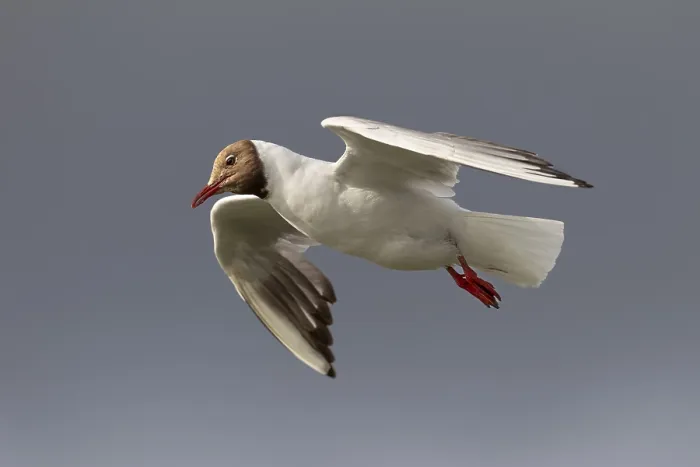 Framed Print : Black-headed Gull in Gliding Flight Print Framed Print : Black-headed Gull in Gliding Flight Print