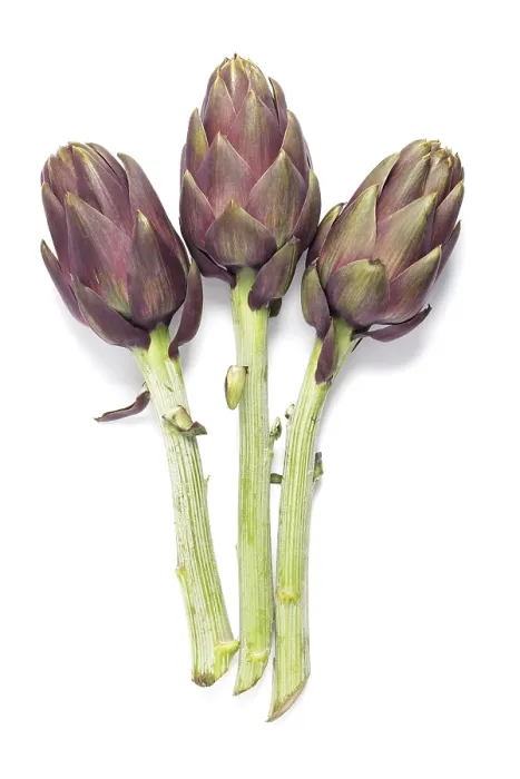 Framed Print : Globe Artichoke Print Framed Print : Globe Artichoke Print