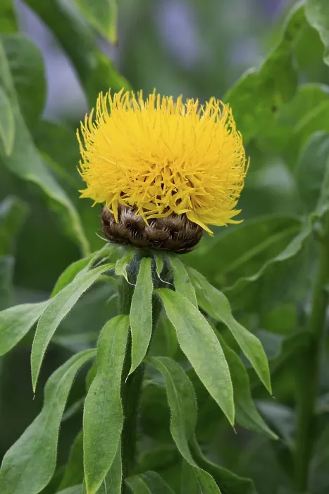 Framed Print : Globe Knapweed Print, Centaurea macrocephala, Germany Framed Print : Globe Knapweed Print, Centaurea macrocephala, Germany