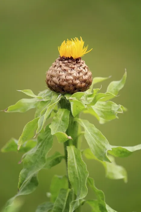 Framed Print : Globe Knapweed Print - Centaurea macrocephala Flower Framed Print : Globe Knapweed Print - Centaurea macrocephala Flower