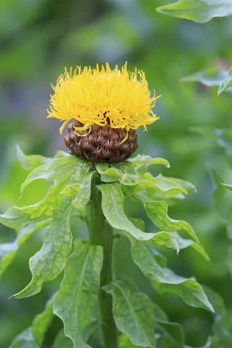 Framed Print : Globe Knapweed Print, Centaurea macrocephala Flower Framed Print : Globe Knapweed Print, Centaurea macrocephala Flower