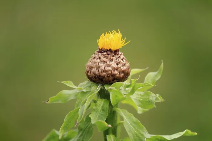 Framed Print : Globe Knapweed Print, Centaurea macrocephala Flower Framed Print : Globe Knapweed Print, Centaurea macrocephala Flower