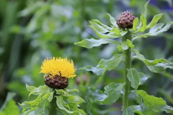 Framed Print : Globe Knapweed Print, Centaurea macrocephala Flower Framed Print : Globe Knapweed Print, Centaurea macrocephala Flower