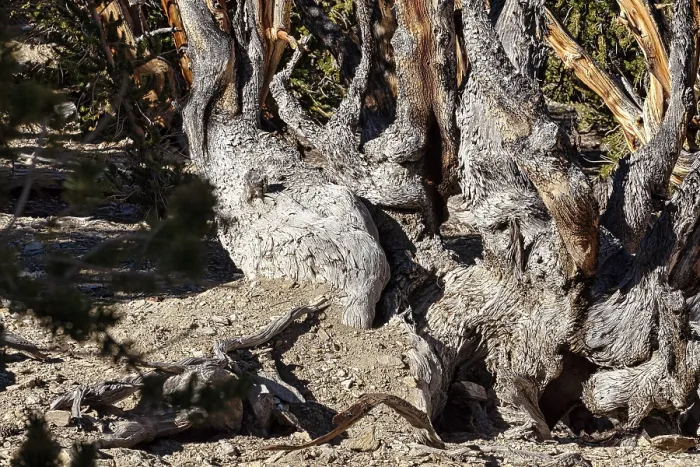 Framed Print : Gnarled Tree Trunk Print, Ancient Bristlecone Pine Framed Print : Gnarled Tree Trunk Print, Ancient Bristlecone Pine