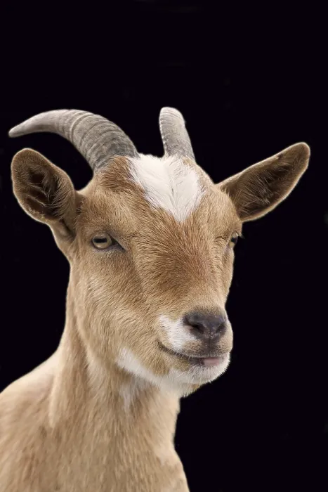 Framed Print : Goat Print on Black Background Framed Print : Goat Print on Black Background