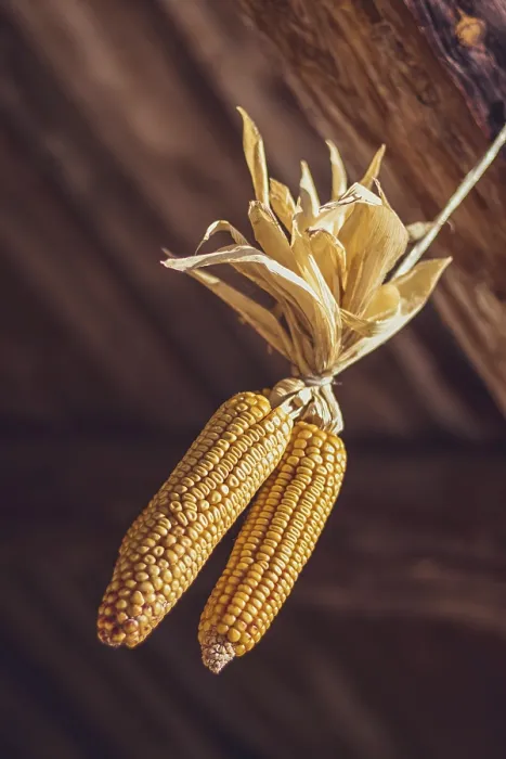 Framed Print : Golden Corn Cobs Print - Drying and Hanging Close-Up Framed Print : Golden Corn Cobs Print - Drying and Hanging Close-Up