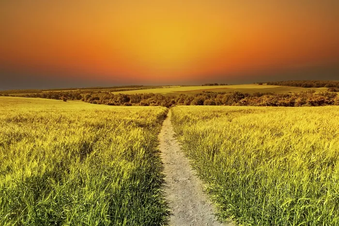 Framed Print : Golden Fields of Grain at Sunset Print Framed Print : Golden Fields of Grain at Sunset Print